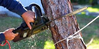 Leaf Removal in Glendora, CA