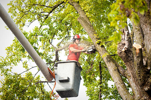 Reliable Glendora, CA Tree Care Services Solutions