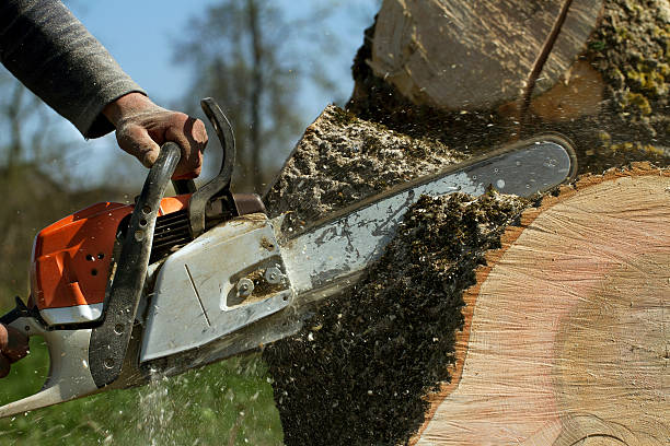 How Our Tree Care Process Works  in  Glendora, CA